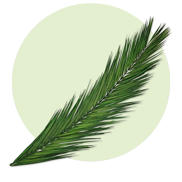 palm leaves palm leaves