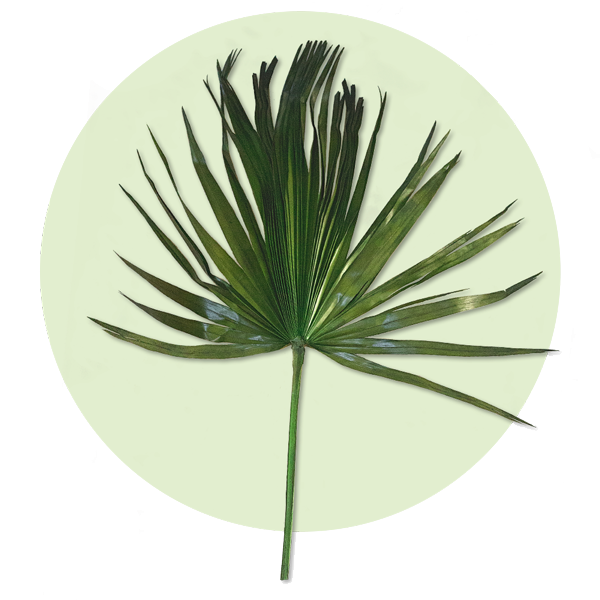 palm leaves washingtonia palm leaves washingtonia