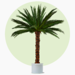 palm